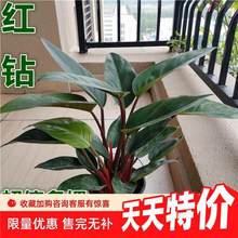 �t荽�荴��~���ԾGֲ������ؾӼ��ļ�������B�҃�ֲ����ͻ���