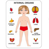 Physiological wooden brainteaser, board game, interactive toy for mother and baby, body organs, early education, for children and parents
