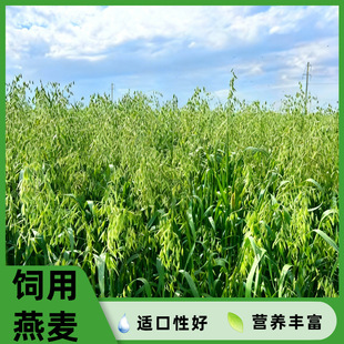 ��������ݷN���Bֳ�����ͺ��N���ļ��Bֳ����ιţ���u���Z�i����