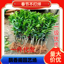 ������ɽ���¹����Ƚ��Ә����Ϸ��Nֲ������޽ӎ����t���˸̽���