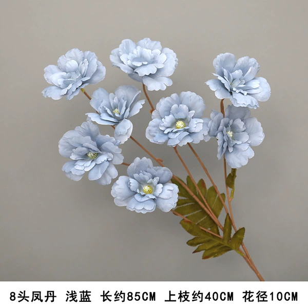 8 heads of Fengdan light blue