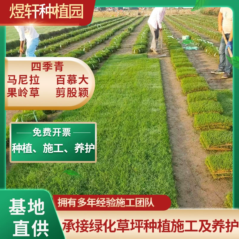 Натуральный газон с почвой, патинги-грин в Маниле, вечнозеленый бермудский двор, вилла-комьюнити, зеленение промышленной зоны