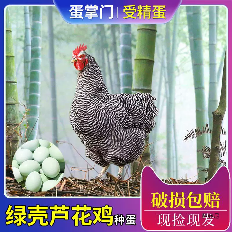 Чистокровные инкубационные яйца сливового цыпленка Вэншань могут вылупляться цыплятами с зеленой скорлупой, сливового цыпленка, белого сливового цыпленка, инкубационные яйца