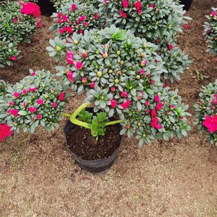 �����a�ػ��r���l���Ͷ��N�� ��ؔ�M�� ���� ���N���Զ��N��