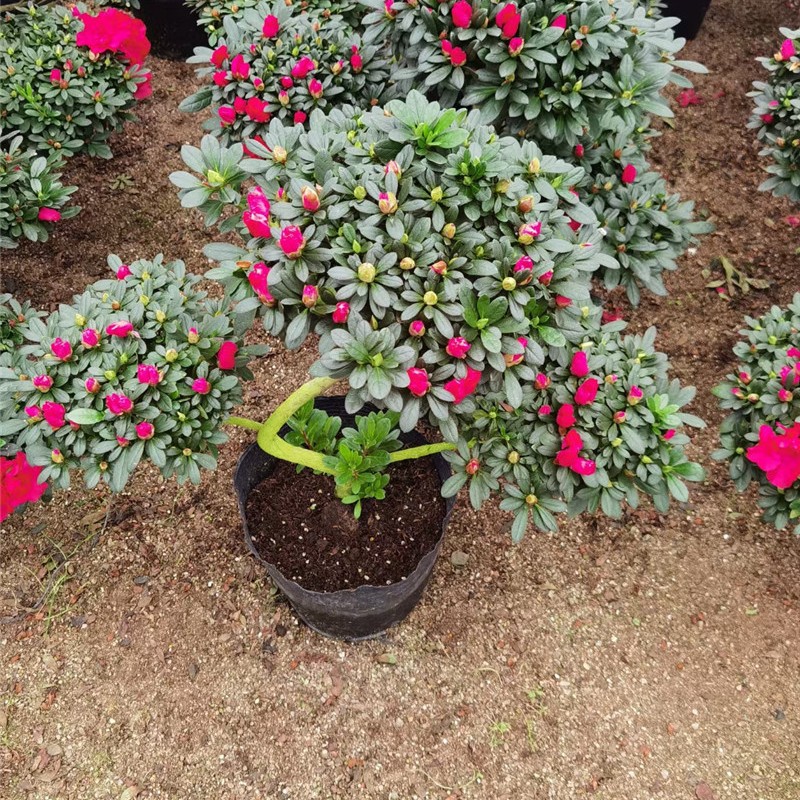 永福产地花农批发造型杜鹃花 招财进宝 游龙 各种盆栽杜鹃花