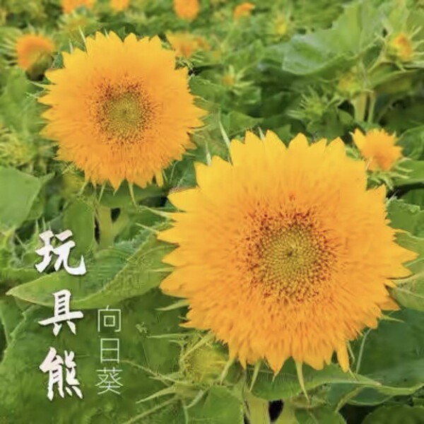 Sunflower Seeds to see edible flowers and flowers
