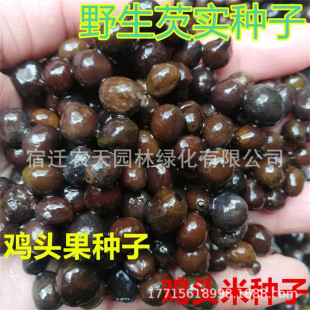 Gorgon Seedling Seeds, Aquatic Plants, Green Plants, Chicken Head Rice Seeds, Chicken Head Stem Fruit Seedlings, Wild Thorny Lotus Plants