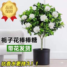 独杆栀子花盆栽大叶桅子花棒棒糖白山茶花四季开花花卉植物室内花