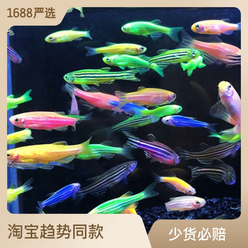 Малый аквариум Тропическая декоративная рыба Изумрудный красный синий флуоресцентный данио