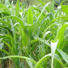 牧草种子四季种植多年生黑麦草甜象草苏丹草鸡鸭鹅猪牛羊鱼草种