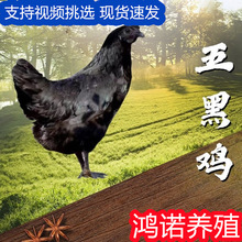 出售純種五黑雞苗幼苗 產蛋多綠皮蛋雞 半斤五黑雞苗活體批發價格