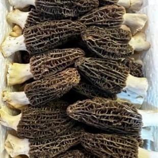 ���r�^����Ǿ����جF�Ɍ��ݾ��x�����Ҝ�ʳ�þ���S���r��Ǿ�