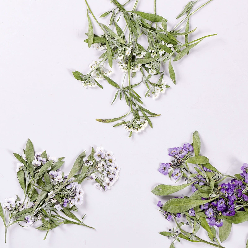 Ароматный Снежный шар с ветками цвета Тисненый Чехол для мобильного телефона Тисненая живопись образец растения Закладка из сушеного цветка Украшение для лица