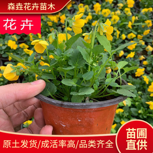 Pansy Cup Seedling Planting Base, Cold-Resistant Flower Pansy, Supply of Garden Greening Projects, Pansy Potted Plants