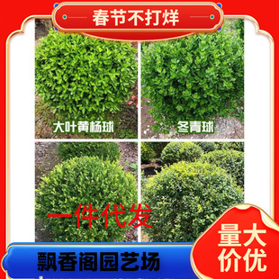 һ�����l���~�S�������ͥԺ�G������������С�~Ůؑ���ӽ�ɭ�@��