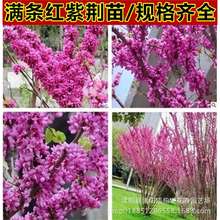【跨境供货】紫荆花苗紫荆小苗紫荆苗丛生紫荆苗紫金树苗满条红小