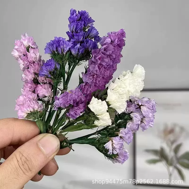 勿忘我永生花家居装饰干花拍摄道具花束摆件配材花店云南基地直发