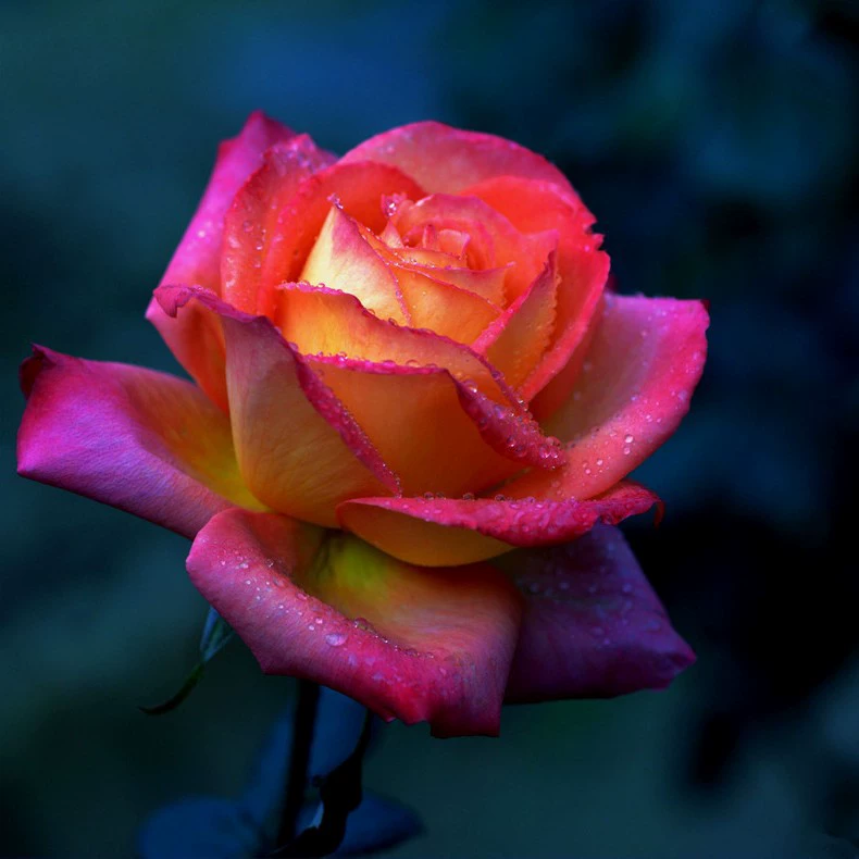 Цельные цветные розовые розы, рассада с сильным ароматом, цветущие в любое время года, цветочные растения в горшках, балконные дворовые розы