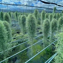 �՚��P������횟o��ֲ������՚�����ȩ�͏d�҃����ԑ��˾Gֲ���}