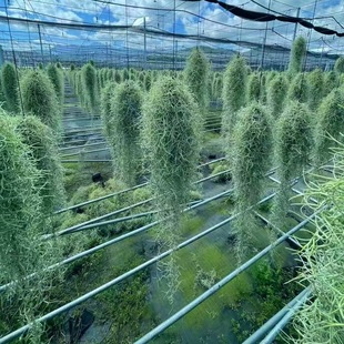 �՚��P������횟o��ֲ������՚�����ȩ�͏d�҃����ԑ��˾Gֲ���}