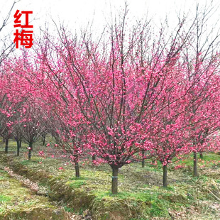 �t÷�������������D÷����÷���~÷�辰�������ͺ�ͥԺֲ�ﻨ����