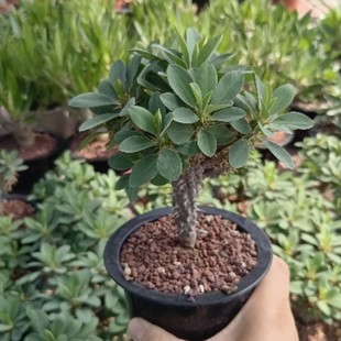 ���m���� Euphorbia duranii ��꪿Ǝ��̶���K������