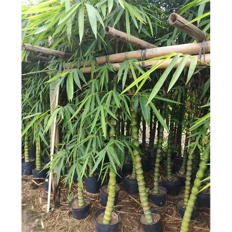 Бамбук «Пузатый Будда» в горшке, саженец из ландшафтного питомника Чэнду, декоративный бамбук, ландшафтные цветы и деревья, зеленые растения для оформления двора