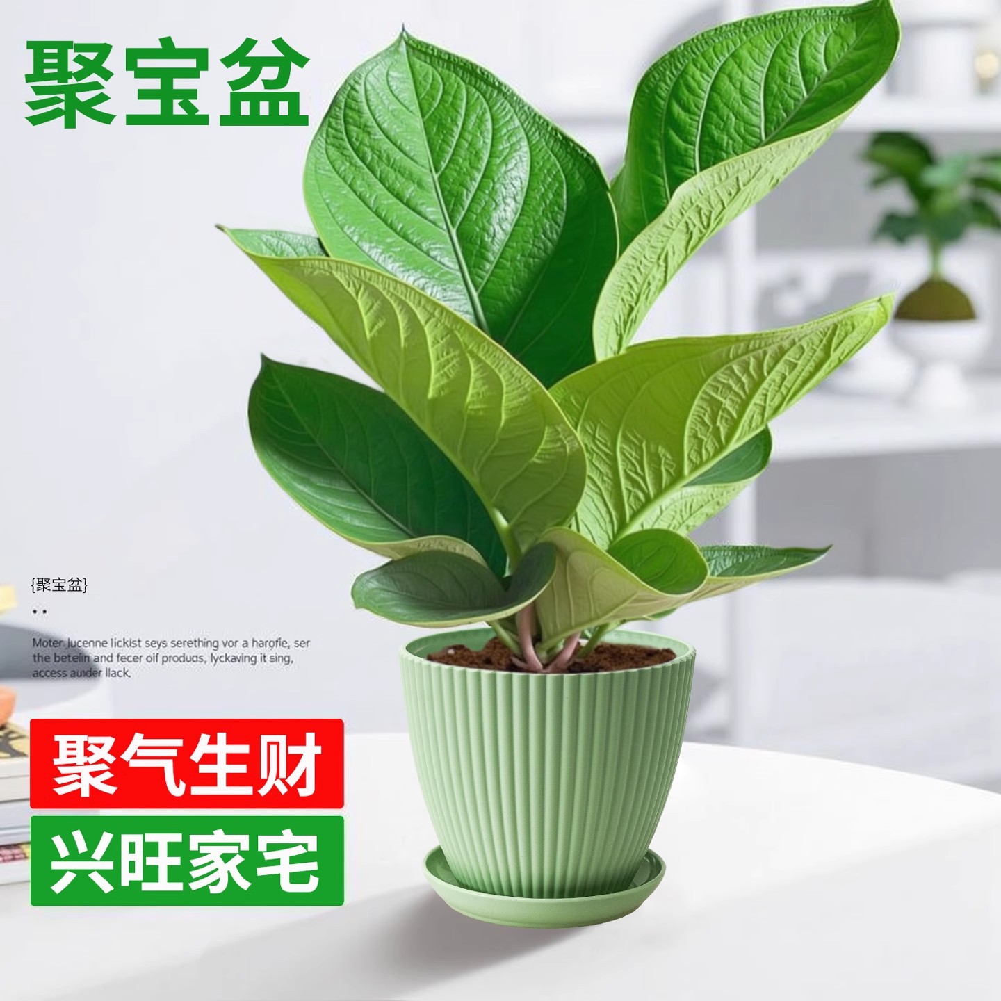 【大盆】聚宝盆+简约绿盆