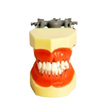跨境 продукты dental model teaching model periodontinal model M4003 модель