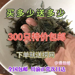 黑壳虾除藻虾观赏清洁虾工具虾草缸造景冷水虾宠物活体饲料