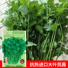 批发菜园蔬菜种子抗热大叶芫茜香菜30克阳台盆栽院子菜籽厂家直供