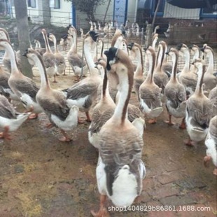 ���Z����a�����ļ����Z��|�������h�{�^�Z��N�����Z����С�Z��