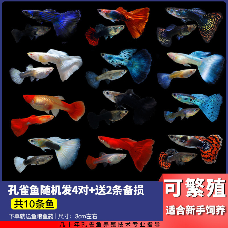 Lamko Fishは稚魚の飼育に適しており、生き残りやすい、淡水観賞魚、小さな孔雀、ゼブラフィッシュ、大型熱帯魚です。|undefined