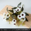 18 autumn daisies white