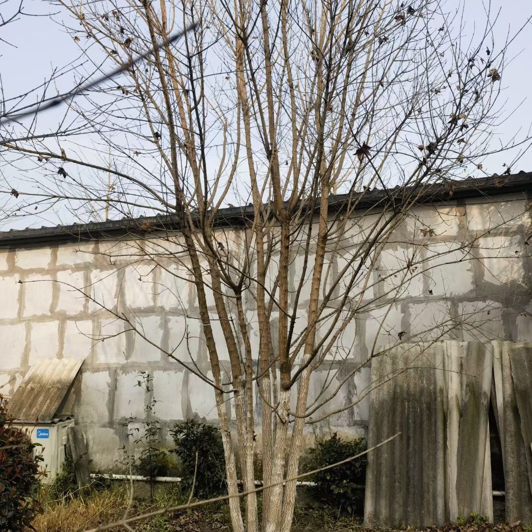 重庆贵州四川丛生五角枫高度300丛生五角枫高度350丛生五角枫高度