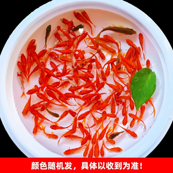 2-4 cm 50 yuan Caojin gives away 10 pieces + 60 pieces + fish food (given for damage)
