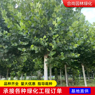 ������ͩ����ͥԺ�L�����е��Ϸ��Nֲ��ͩ��ͩ��@�־G����ľ