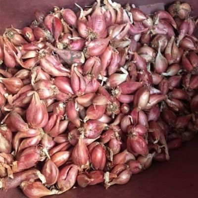 Red onion deficiency 500 Onion Onion seed Farm Four seasons Onion Can wholesale Manufactor On behalf of