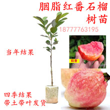 �޽���֬�t��ʯ��������ܛŴ�ļ��_���Y���̨���Լt�ķ�ʯ�����