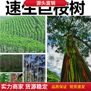 Fast-Growing Eucalyptus Seeds, Giant Eucalyptus, Guanglin 9 Good, Cut Oil Eucalyptus, Almond Eucalyptus Seeds, Giant Wood Eucalyptus Seeds