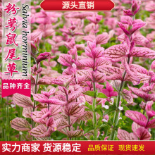 �{����β�ݷN���ļ��׷N����ͥԺ�̨�׻�N���^�����t��������