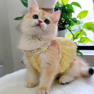 Cat Clothes Summer Thin Hair-Proof Kitten Princess Style Skirt Muppet Little Blue Cat Gold Gradual Puppy Clothes
