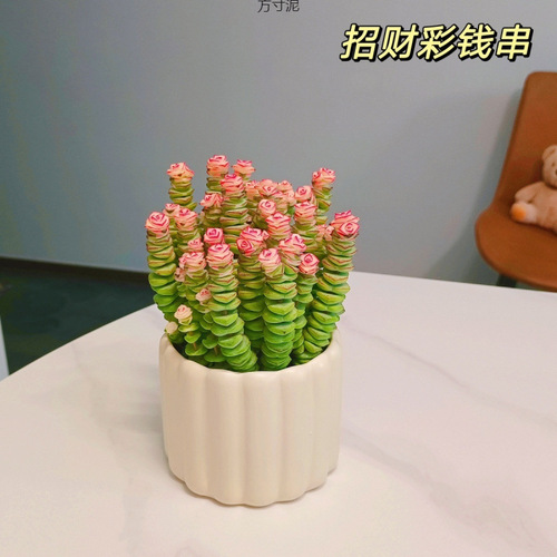 Money-string desktop mini succulent plant for office, balcony, or indoor spaces—easy-to-care-for greenery, perfect for lazy gardeners, wholesale available for international trade