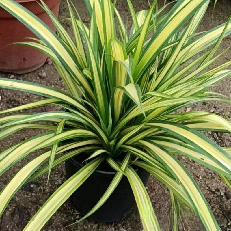 База оптом Золотое Сердце Роса карман трава горшок саженцы Цветок граница декоративные растения термостойкость