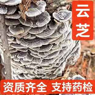 �֥ ��ș�� ��֧�֮Ģ �֥�� �S�֥��֥ǧ��Ģ� ֧��ș�z