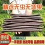 缅甸云南腊肠奇异果