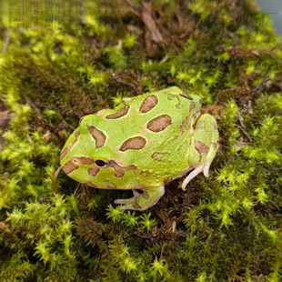 ���܌����ܾG��ݮ�Ϲ�����Ƥ�����pɫ�����RС���ţ�ܮ���