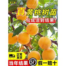 SҘҘ綬Ҽ޽ϱͥԺļNֲ箔Y