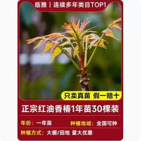 Tuona (Toona sinensis) красно-листная саженец, съедобные ароматные весенние почки — саженцы 1–12 лет, 40–110 см