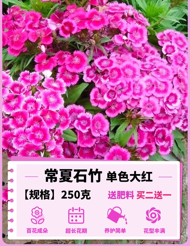 ヨーロピアンコスモスの花の種子は耐寒性の低生のカラフルなコスモスの花の種子で、ベランダ、中庭、屋内外で四季を通じて播種して開花させることができます。|undefined
